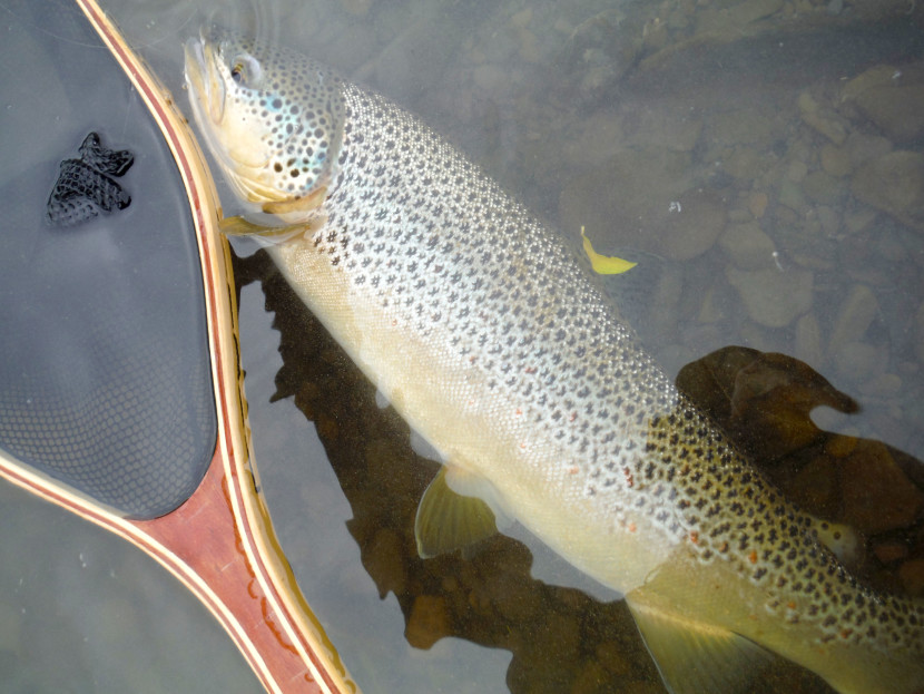 Bucknell trout